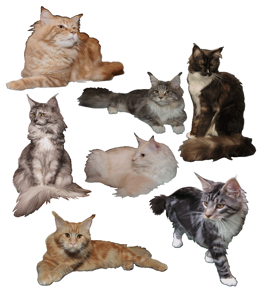 HP katzen 